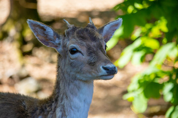 Beautiful fallow deer in zoo, piedmont, Italy