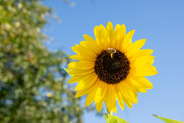 Sunflower in late summer in the garden
