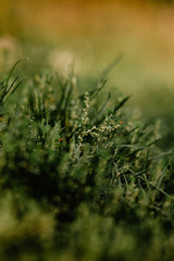 grass with dew