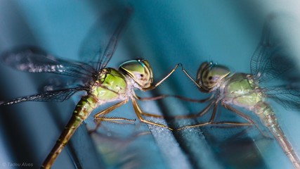 Dragonfly Libélula 