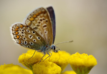 Obraz premium Butterfly drinks nectar from a flower.