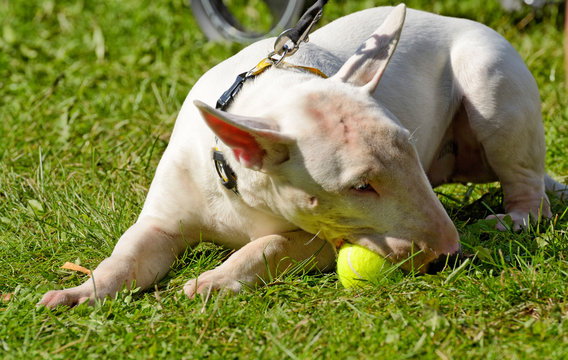 White Bull Terrier is a sporting breed of dog.