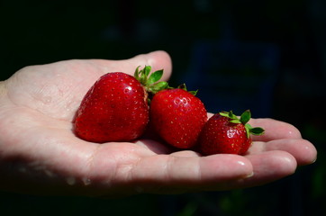 Obraz premium beautiful ripe strawberries on a female palm