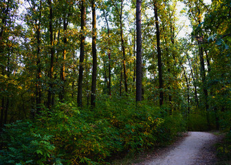 Fototapeta premium Landscape in the forest at the beginning of autumn, yellow and green leaves. selective focus 