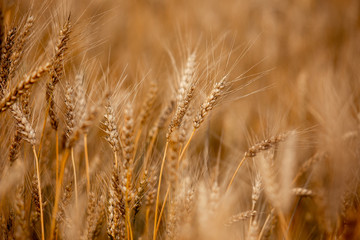 ears of wheat