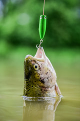 On hook. Silence concept. Fish open mouth hang on hook. fishing equipment. Fish trout caught in...
