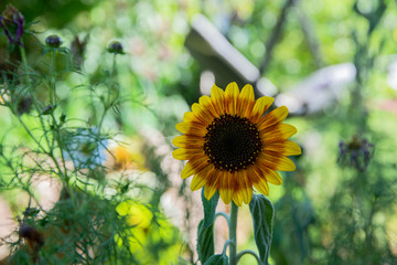 Sunflower in late summer in the garden
