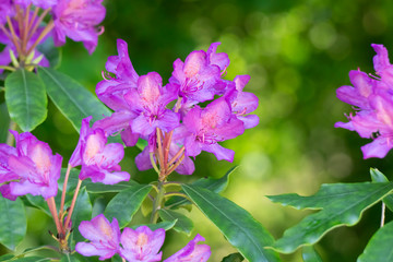 Beautiful pink flowers in the garden