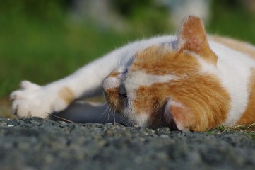 ゴロゴロする猫