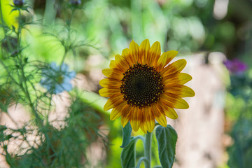 Sunflower in late summer in the garden