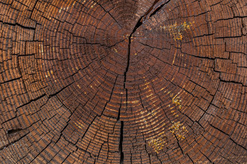 Close-up of dry cut log with annual rings