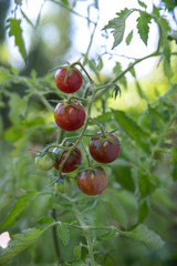Fresh tomatoes in the garden