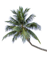 Isolated coconut trees on a white background with clipping path.