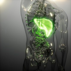 Human Liver Radiology Exam