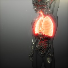 Human Lungs Radiology Exam