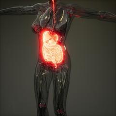 3d illustration of human digestive system parts and functions