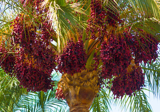 date palm with dates close up