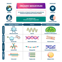 Organic molecules vector illustration. Labeled chemical educational scheme.