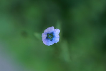 Fleur de lin