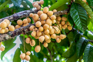 Lansium demesticum, longkong or southern langsat, a famous sweet fruit in southeast asia.