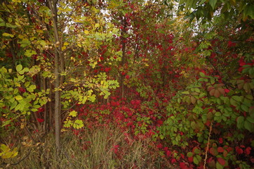 autumn leaves on tree