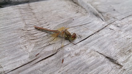 dragonfly on a leaf