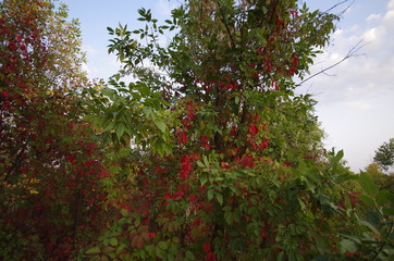 branch of a tree