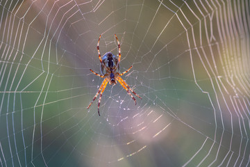 spider in the web early morning at dawn in the fog