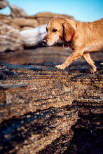 Wet dog wander along the rocky beach