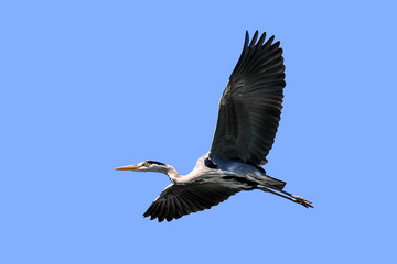 flying grey heron, isolated in front of blue sky