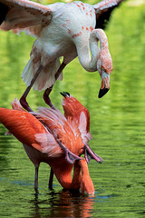 mating flamingos