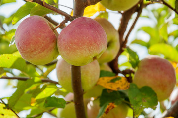 Two ripe juicy apples grows on branch against blurred apple tree in garden. Horticulture and agriculture concept.