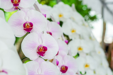 Purple white orchid, hybrid moon Phalaenopsis in botanical orchid farm.