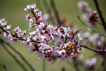 Plum Blossom