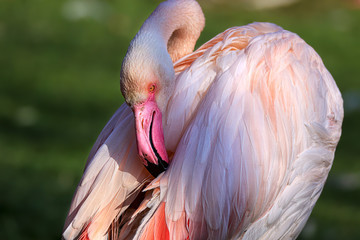 portrait flamingo