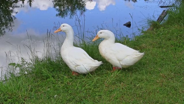 Goose at a lake in Tolga / Norway