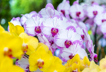 Purple white orchid, hybrid moon Phalaenopsis in botanical orchid farm.