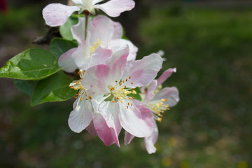 Apple Blossom in China