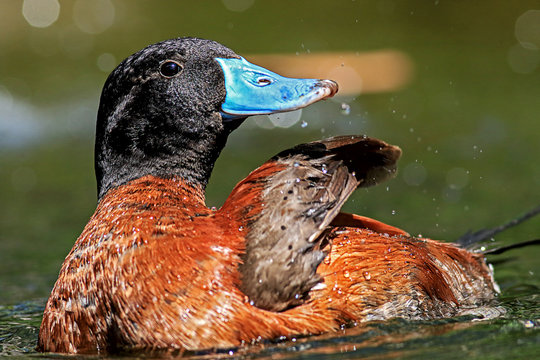 ruddy duck, portrait, proud look