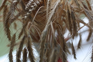 closeup of feathers