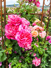 Tall pink climbing rose shrub in a rose garden