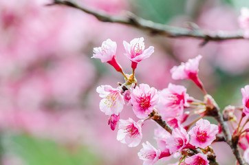 Beautiful pink Sakura flowers cherry blossom blooming at Sakura park.