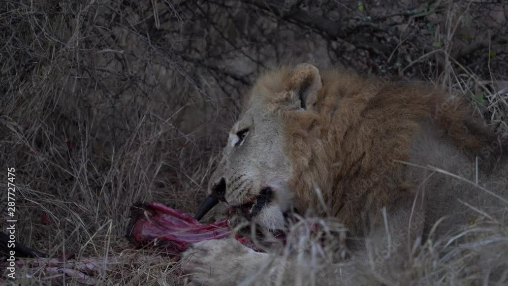 Wall mural Lion eating a gnu at night in kruger park south africa