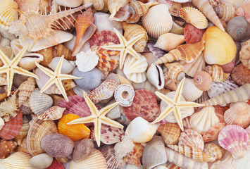 Seashells background, lots of amazing seashells, coral and starfishes mixed