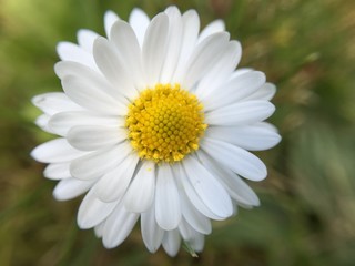 White Daisy