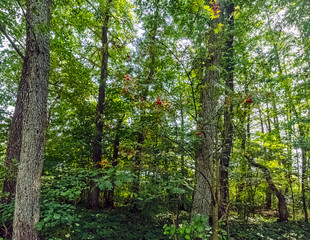 Polish wild forest - Slowinski National Park, Poland
