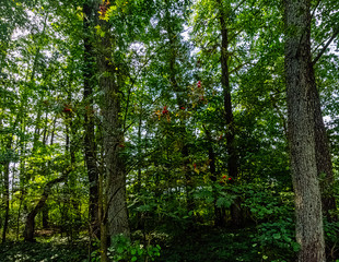 Obraz premium Polish wild forest - Kampinos National Park, Poland