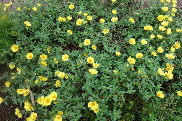 公園に咲いた黄色のポーチュラカの花