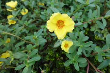 Obraz na płótnie Canvas 公園に咲いた黄色のポーチュラカの花