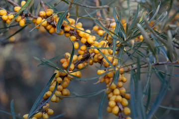 Fototapeta premium A Sea buckthorn bush with yellow berries in summer